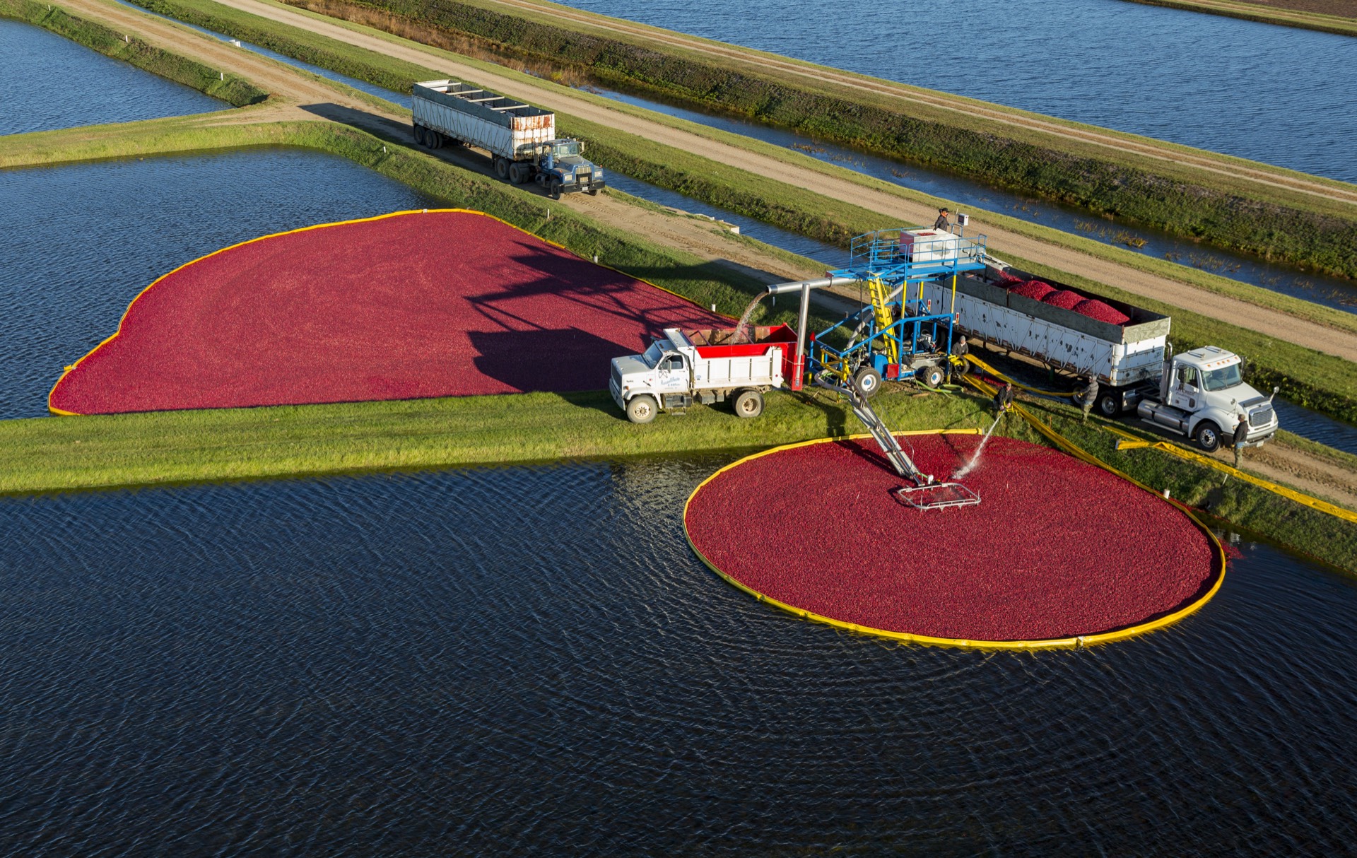 Cranberry harvest operations in Wisconsin