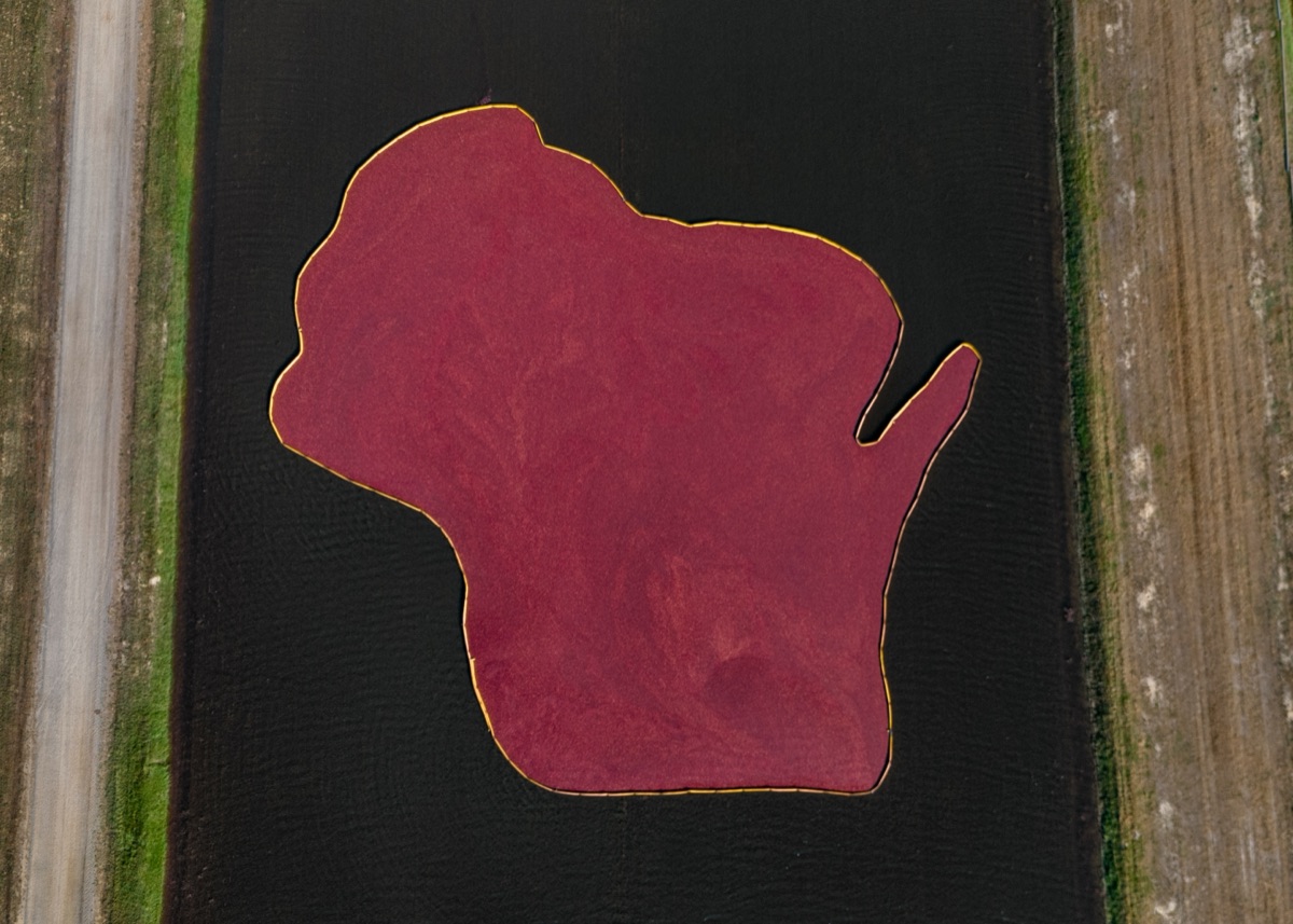 Aerial view of cranberries floating in the shape of Wisconsin