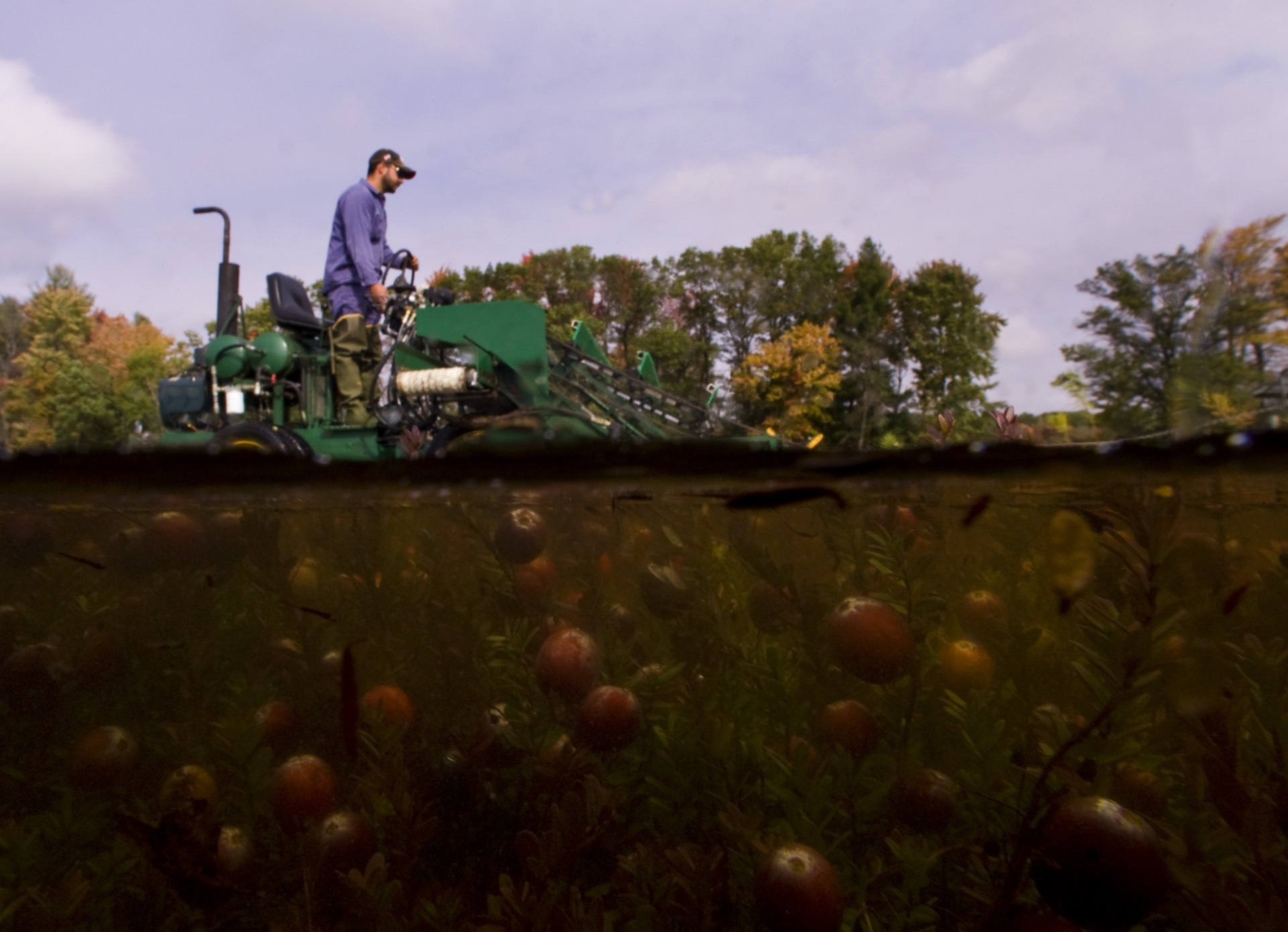 Panoramic view of a Wisconsin cranberry bog during harvest