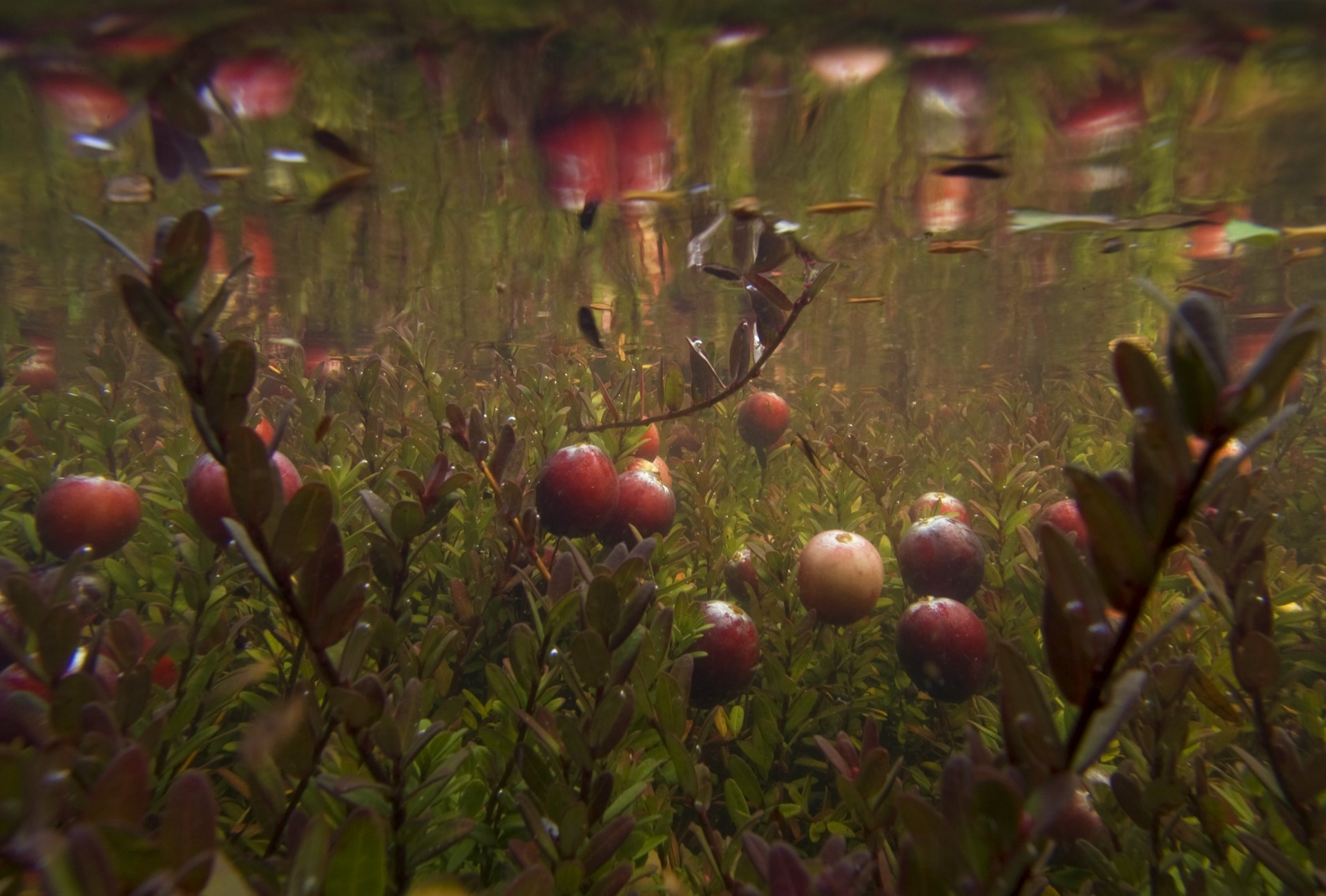 Wisconsin cranberry harvest showing equipment working on a flooded cranberry bog