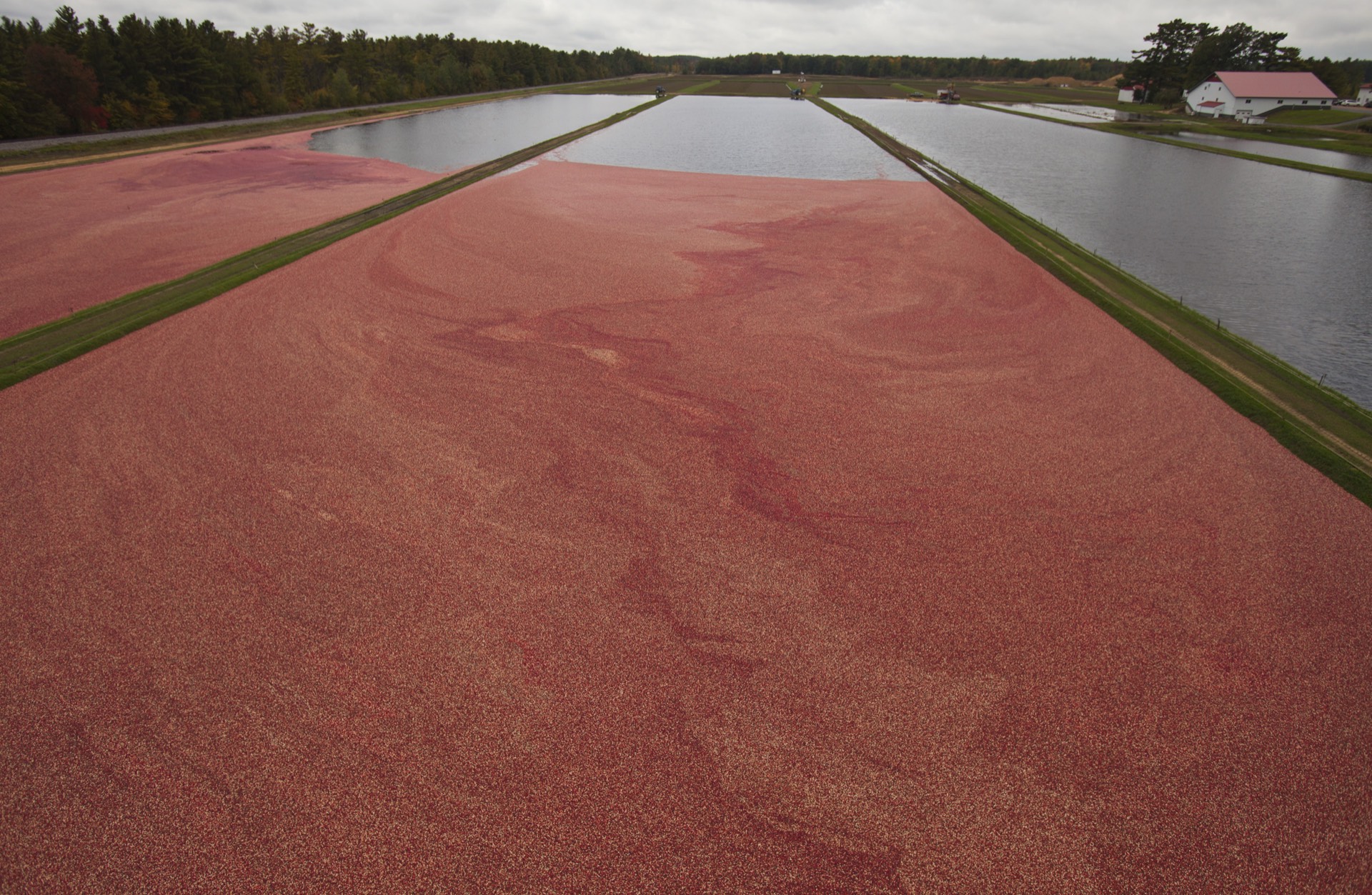 Aerial view of Wisconsin cranberry harvest with vibrant red cranberries floating in flooded bogs