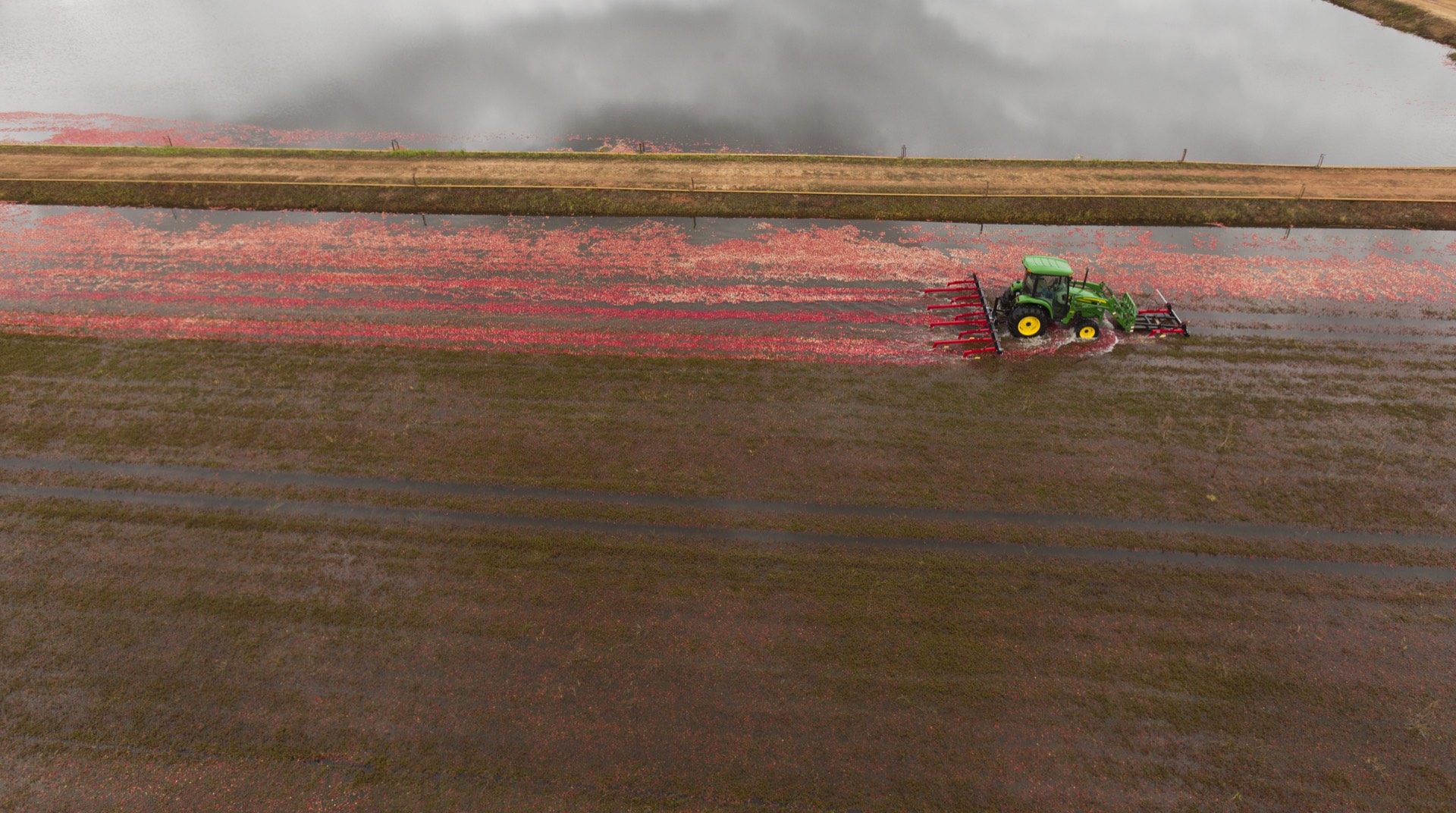 Wisconsin cranberry marsh during fall harvest season with equipment working the bog
