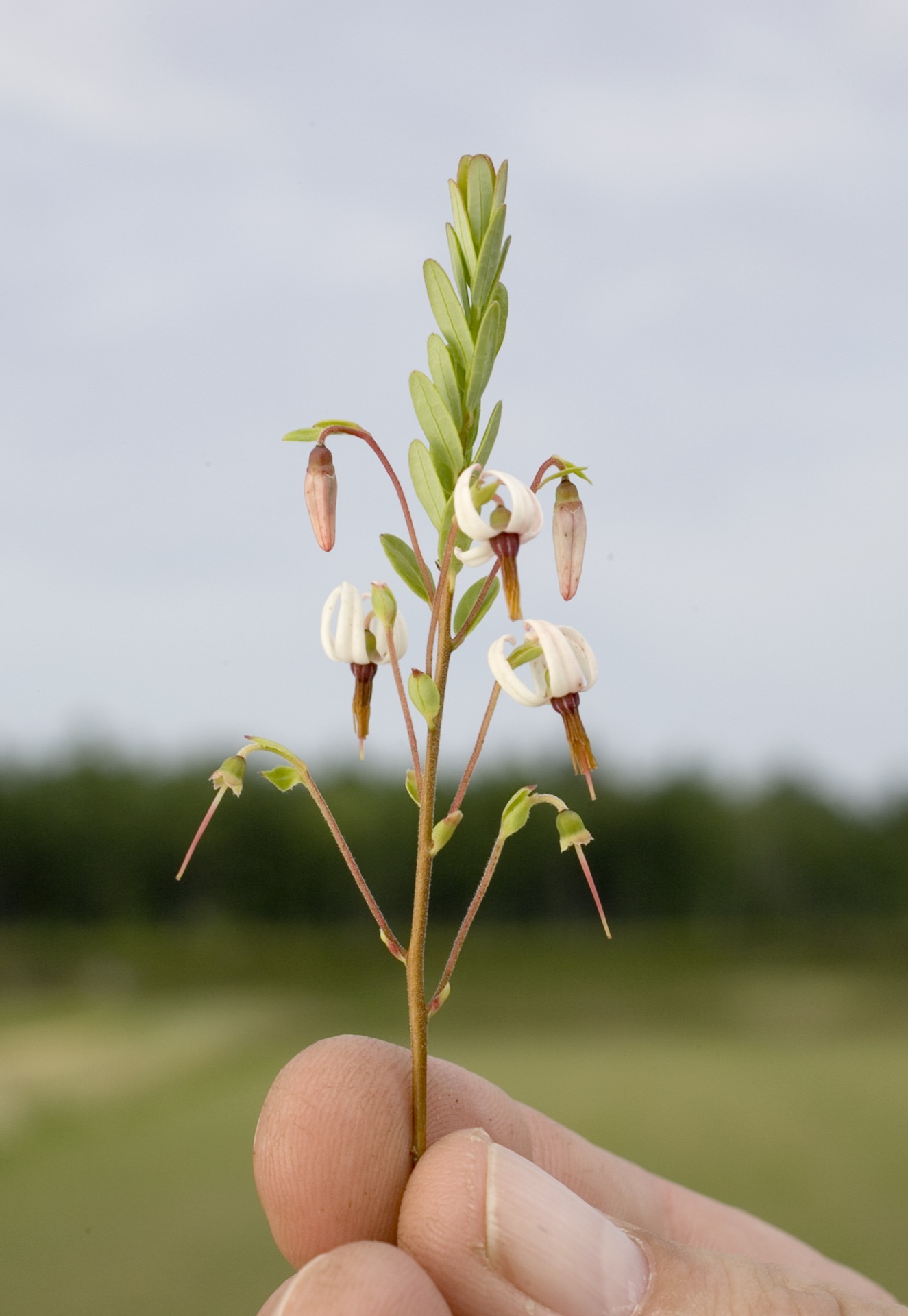 Cranberry vines growing in a Wisconsin bog during summer